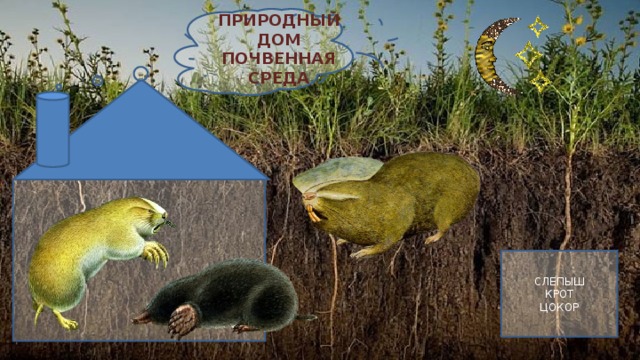 ПРИРОДНЫЙ ДОМ ПОЧВЕННАЯ СРЕДА СЛЕПЫШ КРОТ ЦОКОР  