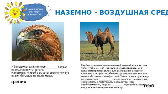 В какой среде обитают животные? НАЗЕМНО - ВОЗДУШНАЯ СРЕДА Верблюду нужен определенный жаркий климат, для того, чтобы он мог нормально существовать. Его организм приспособлен для выживания в жарком климате, эти приспособления организма делают его жизнь абсолютно комфортной. Утолять жажду в жару ему помогает ___________, из которого он черпает все необходимые питательные вещества. При необходимости, жир их __________ перерабатывается в воду, и животное утоляет жажду. У большинства животных ________ среды хоро­шо развиты органы _____________. Например, ястреб с вы­соты своего полёта видит бегущую по полю мышь зрения горб 