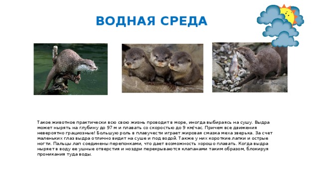 ВОДНАЯ СРЕДА Такое животное практически всю свою жизнь проводит в море, иногда выбираясь на сушу. Выдра может нырять на глубину до 97 м и плавать со скоростью до 9 км/час. Причем все движения невероятно грациозные! Большую роль в плавучести играет жировая смазка меха зверька. За счет маленьких глаз выдра отлично видит на суше и под водой. Также у них короткие лапки и острые ногти. Пальцы лап соединены перепонками, что дает возможность хорошо плавать. Когда выдра ныряет в воду ее ушные отверстия и ноздри перекрываются клапанами таким образом, блокируя проникания туда воды. 