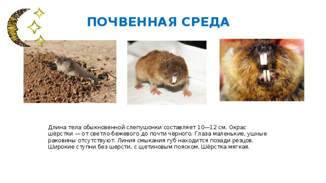 ПОЧВЕННАЯ СРЕДА Длина тела обыкновенной слепушонки составляет 10—12 см. Окрас шёрстки — от светло-бежевого до почти чёрного. Глаза маленькие, ушные раковины отсутствуют. Линия смыкания губ находится позади резцов. Широкие ступни без шерсти, с щетиновым пояском. Шёрстка мягкая. 