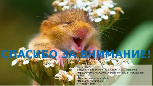 СПАСИБО ЗА ВНИМАНИЕ! ИСТОЧНИК: Введение в биологию. Н.И Сонин, А.А. Плешаков https://givotniymir.ru/vydra-sreda-obitaniya-i-obraz-zhizni-vydry/ https://ru.wikipedia.org/wiki https://interneturok.ru Интернет фото. 