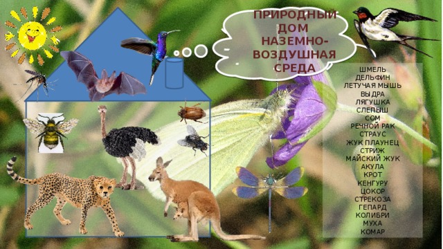 ПРИРОДНЫЙ ДОМ НАЗЕМНО-ВОЗДУШНАЯ СРЕДА ШМЕЛЬ ДЕЛЬФИН ЛЕТУЧАЯ МЫШЬ ВЫДРА ЛЯГУШКА СЛЕПЫШ СОМ РЕЧНОЙ РАК СТРАУС ЖУК ПЛАУНЕЦ СТРИЖ МАЙСКИЙ ЖУК АКУЛА КРОТ КЕНГУРУ ЦОКОР СТРЕКОЗА ГЕПАРД КОЛИБРИ МУХА КОМАР 