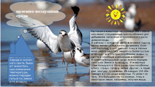 наземно-воздушная среда Рас­те­ния и жи­вот­ные за­суш­ли­вых мест оби­та­ния имеют спе­ци­аль­ные при­спо­соб­ле­ния для до­бы­ва­ния, за­па­са­ния и эко­но­мич­но­го рас­хо­до­ва­ния воды. В рай­о­нах с хо­лод­ной зимой в те­че­ние года за­мет­но ме­ня­ет­ся вся жизнь ор­га­низ­ма. Осен­ний ли­сто­пад, отлет пе­ре­лет птиц в теп­лые края, смена шер­сти у зве­рей на более гу­стую и теп­лую - все это при­спо­соб­ле­ние живых су­ществ к се­зон­ным из­ме­не­ни­ям в при­ро­де. В на­зем­но-воз­душ­ной среде можно пе­ре­дви­гать­ся по Земле и по воз­ду­ху. И жи­вот­ные этим поль­зу­ют­ся. Ноги одних при­спо­соб­ле­ны к бегу: стра­ус, ге­пард, зебра. Дру­гих – к прыж­кам: кен­гу­ру, туш­кан­чик. Из каж­дых 100 оби­та­ю­щих в этой среде жи­вот­ных 75 умеют ле­тать. Это боль­шин­ство на­се­ко­мых, птиц и неко­то­рые звери, на­при­мер, ле­ту­чая мышь До­ста­точ­но кис­ло­ро­да и сол­неч­но­го света, бы­ва­ют зна­чи­тель­ные из­ме­не­ния тем­пе­ра­ту­ры, можно пе­ре­дви­гать­ся по Земле и по воз­ду­ху 