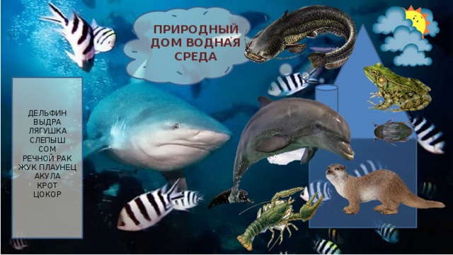 ПРИРОДНЫЙ ДОМ ВОДНАЯ СРЕДА ДЕЛЬФИН ВЫДРА ЛЯГУШКА СЛЕПЫШ СОМ РЕЧНОЙ РАК ЖУК ПЛАУНЕЦ АКУЛА КРОТ ЦОКОР 
