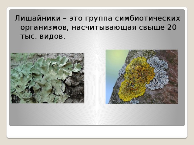 Лишайники – это группа симбиотических организмов, насчитывающая свыше 20 тыс. видов. 