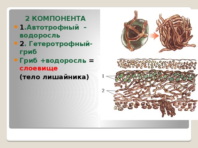 2 КОМПОНЕНТА 1 .Автотрофный – водоросль 2 . Гетеротрофный- гриб Гриб +водоросль = слоевище  (тело лишайника) 