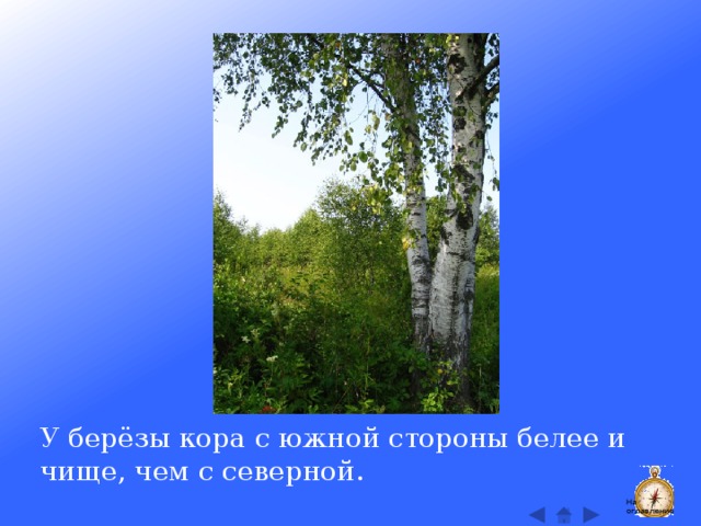 У берёзы кора с южной стороны белее и чище, чем с северной. На оглавление  