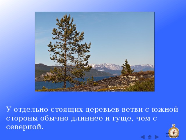 У отдельно стоящих деревьев ветви с южной стороны обычно длиннее и гуще, чем с северной. На оглавление  