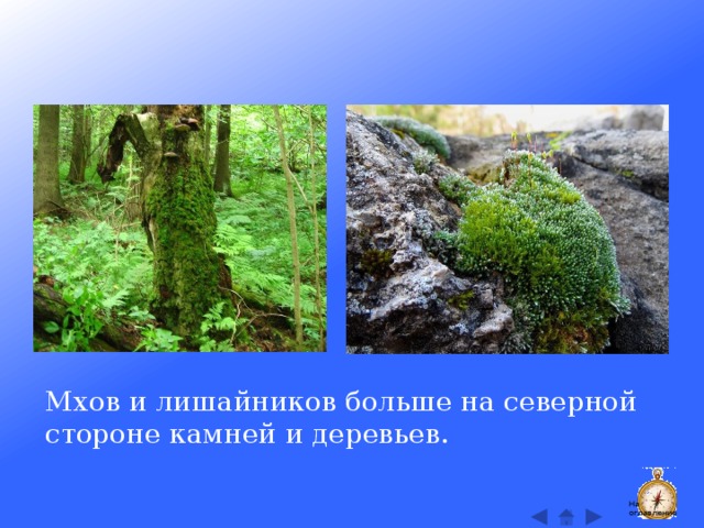Мхов и лишайников больше на северной стороне камней и деревьев. На оглавление  