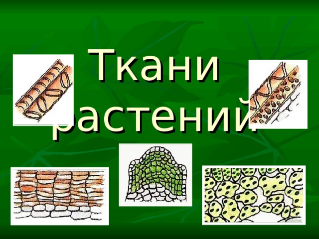 Ткани растений 