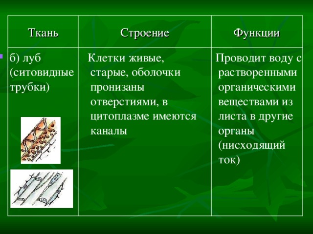Функции Строение Ткань  Проводит воду с растворенными органическими веществами из листа в другие органы (нисходящий ток)  Клетки живые, старые, оболочки пронизаны отверстиями, в цитоплазме имеются каналы  б) луб (ситовидные трубки)  