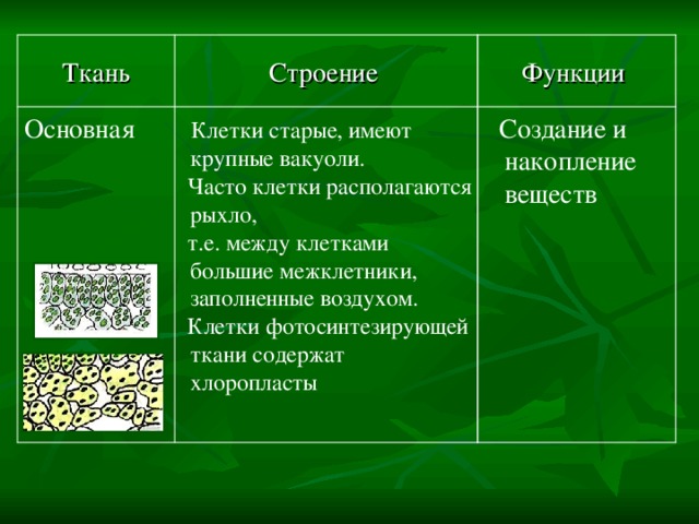 Функции Строение Ткань  Создание и накопление веществ   Клетки старые, имеют крупные вакуоли.  Часто клетки располагаются рыхло,  т.е. между клетками большие межклетники, заполненные воздухом.  Клетки фотосинтезирующей ткани содержат хлоропласты Основная  