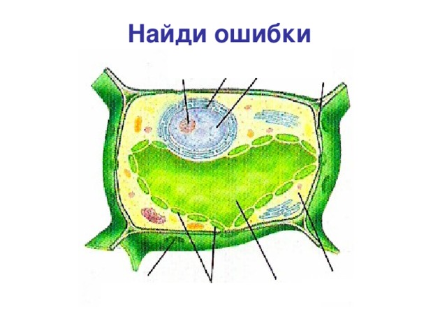 Найди ошибки Вакуоль Оболочка Цитоплазма Пора Ядро Хромопласты 