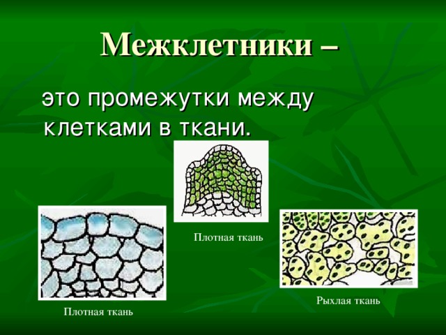 Межклетники –  это промежутки между клетками в ткани. Плотная ткань Рыхлая ткань Плотная ткань 