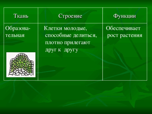 Функции Строение Ткань  Обеспечивает рост растения  Клетки молодые, способные делиться, плотно прилегают друг к другу Образова- тельная 