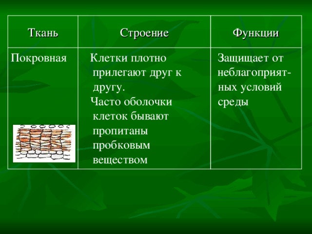 Функции Строение Ткань  Защищает от неблагоприят-  ных условий  среды  Клетки плотно прилегают друг к другу.  Часто оболочки клеток бывают пропитаны пробковым веществом  Покровная  