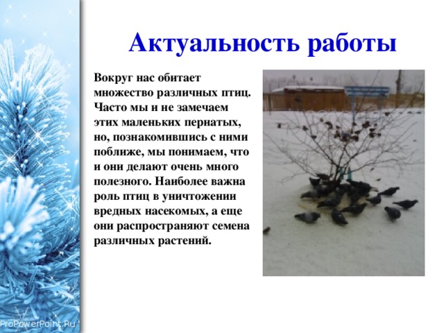 Актуальность работы Вокруг нас обитает множество различных птиц.  Часто мы и не замечаем этих маленьких пернатых, но, познакомившись с ними поближе, мы понимаем, что и они делают очень много полезного. Наиболее важна роль птиц в уничтожении вредных насекомых, а еще они распространяют семена различных растений. 