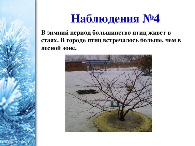 Наблюдения №4 В зимний период большинство птиц живет в стаях. В городе птиц встречалось больше, чем в лесной зоне. 