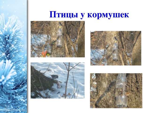 Птицы у кормушек 