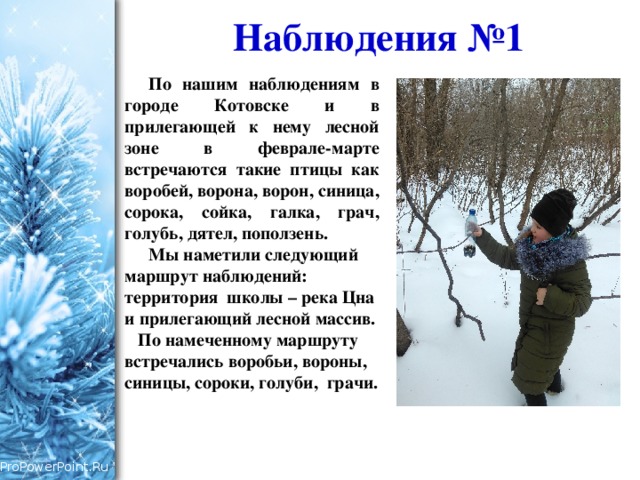 Наблюдения №1   По нашим наблюдениям в городе Котовске и в прилегающей к нему лесной зоне в феврале-марте встречаются такие птицы как воробей, ворона, ворон, синица, сорока, сойка, галка, грач, голубь, дятел, поползень. Мы наметили следующий маршрут наблюдений: территория школы – река Цна и прилегающий лесной массив. По намеченному маршруту встречались воробьи, вороны, синицы, сороки, голуби, грачи. 