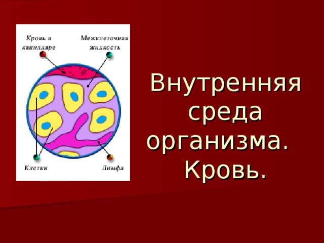 Внутренняя  среда организма.  Кровь. 