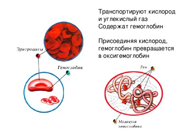 Транспортируют кислород и углекислый газ Содержат гемоглобин Присоединяя кислород, гемоглобин превращается в оксигемоглобин 