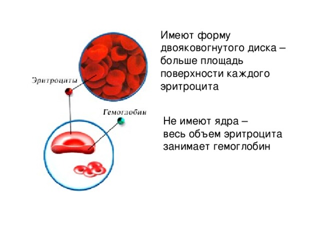 Имеют форму двояковогнутого диска – больше площадь поверхности каждого эритроцита  Не имеют ядра – весь объем эритроцита занимает гемоглобин 