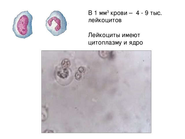В 1 мм 3 крови – 4 - 9 тыс. лейкоцитов Лейкоциты имеют цитоплазму и ядро 