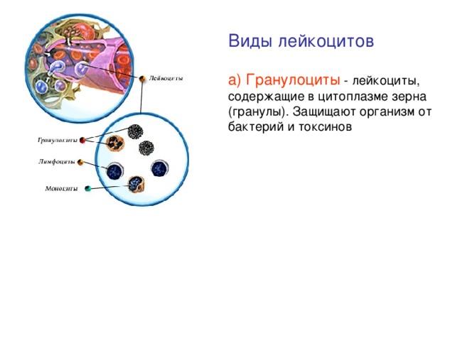 Виды лейкоцитов а) Гранулоциты - лейкоциты, содержащие в цитоплазме зерна (гранулы). Защищают организм от бактерий и токсинов 
