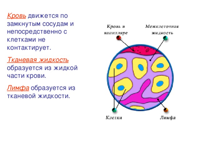 Кровь  движется по замкнутым сосудам и непосредственно с клетками не контактирует. Тканевая жидкость  образуется из жидкой части крови. Лимфа  образуется из тканевой жидкости. 