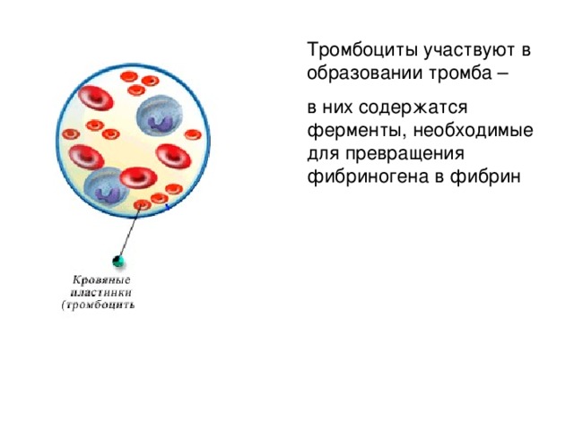 Тромбоциты участвуют в образовании тромба – в них содержатся ферменты, необходимые для превращения фибриногена в фибрин 