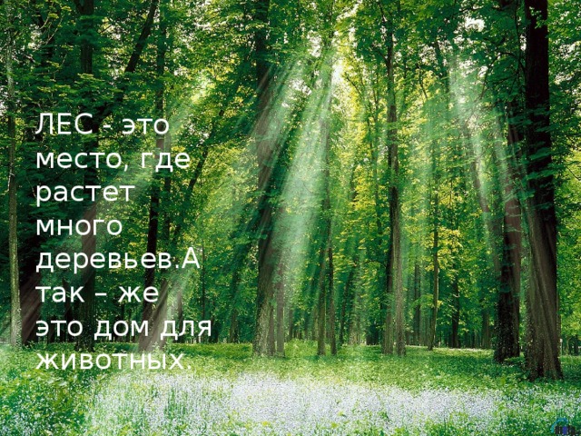 ЛЕС - это место, где растет много деревьев.А так – же это дом для животных. 
