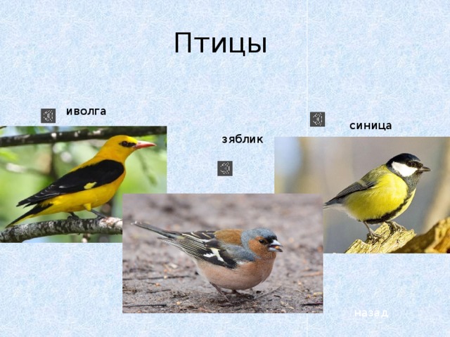 Птицы иволга синица зяблик назад 