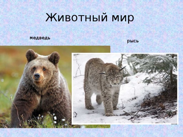 Животный мир медведь рысь 