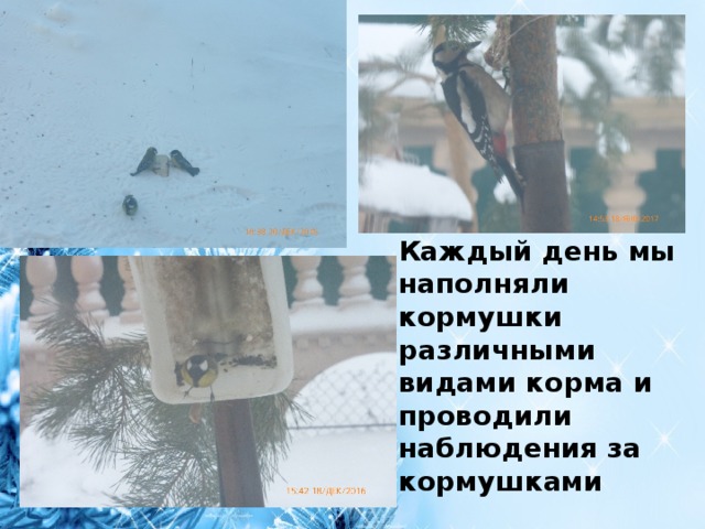 Каждый день мы наполняли кормушки различными видами корма и проводили наблюдения за кормушками 