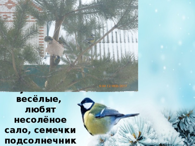 Синички умные и весёлые, любят несолёное сало, семечки подсолнечника , тыквы. 