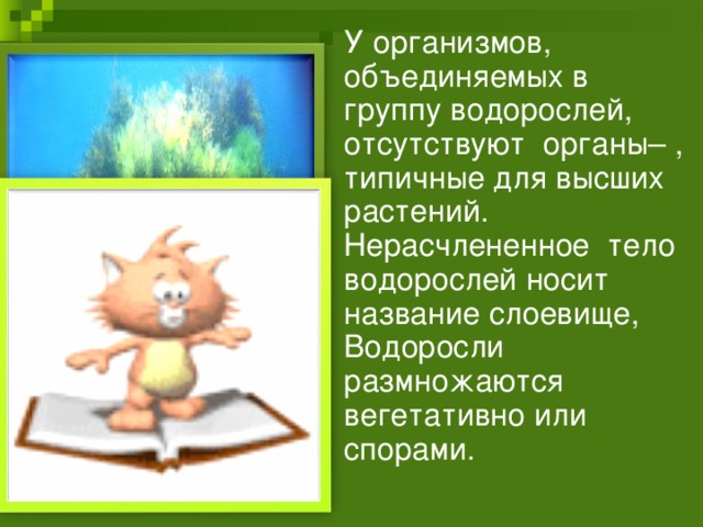 У организмов, объединяемых в группу водорослей, отсутствуют органы– , типичные для высших растений. Нерасчлененное тело водорослей носит название слоевище, Водоросли размножаются вегетативно или спорами.  