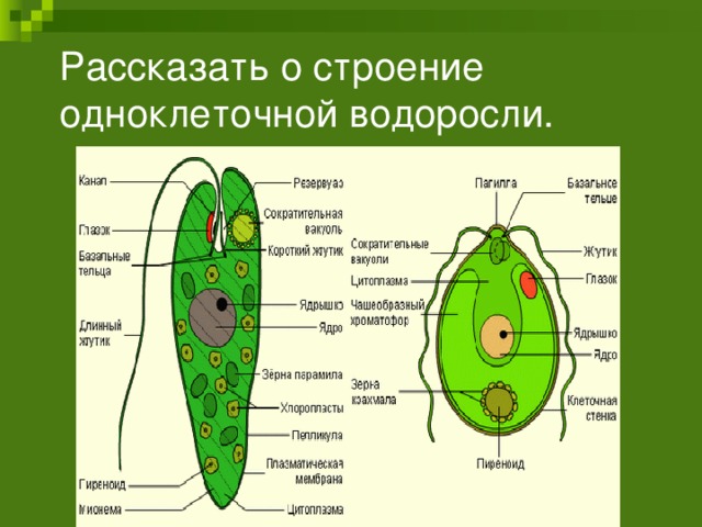 Рассказать о строение одноклеточной водоросли. 