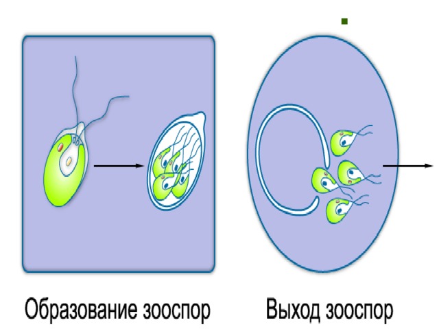 Назвать вид размножения Наз 