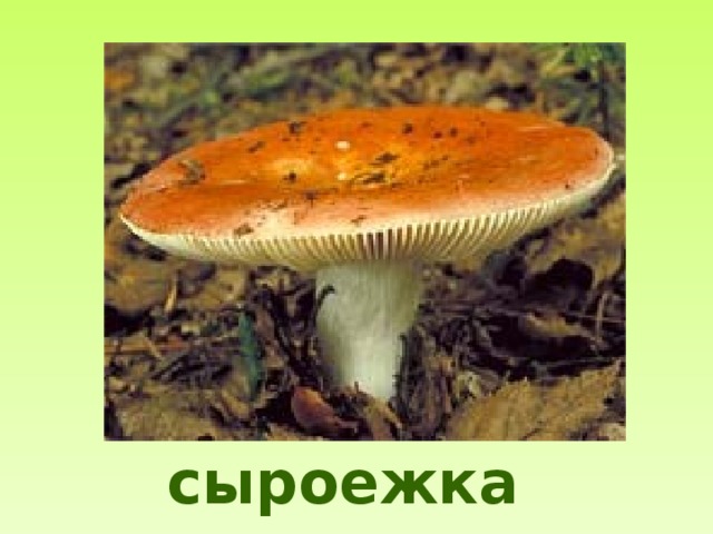 сыроежка 