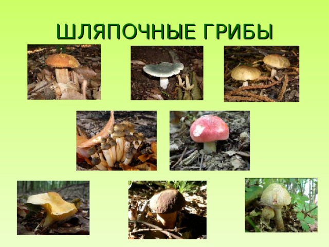 ШЛЯПОЧНЫЕ ГРИБЫ 