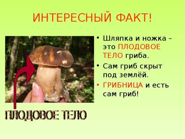 ИНТЕРЕСНЫЙ ФАКТ! Шляпка и ножка – это ПЛОДОВОЕ ТЕЛО гриба. Сам гриб скрыт под землёй. ГРИБНИЦА и есть сам гриб! 