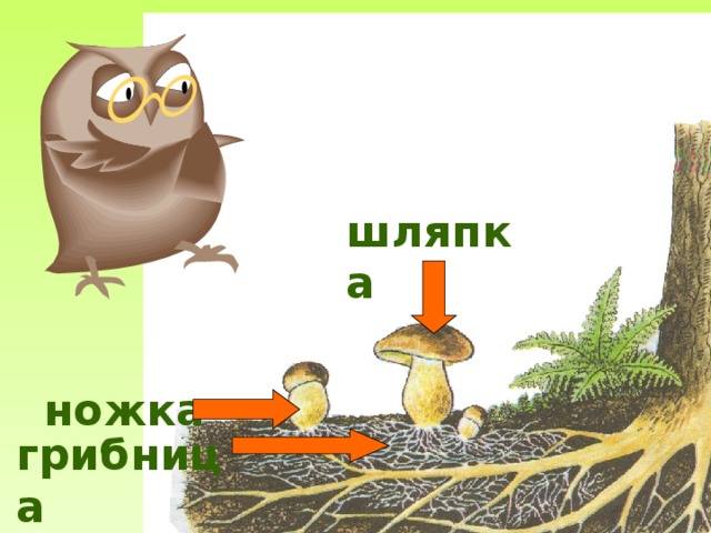 шляпка ножка грибница 