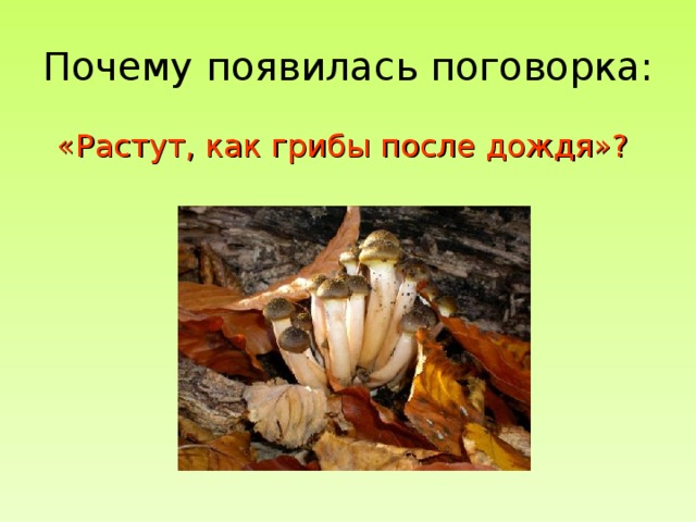 Почему появилась поговорка: «Растут, как грибы после дождя»? 