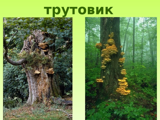 трутовик 