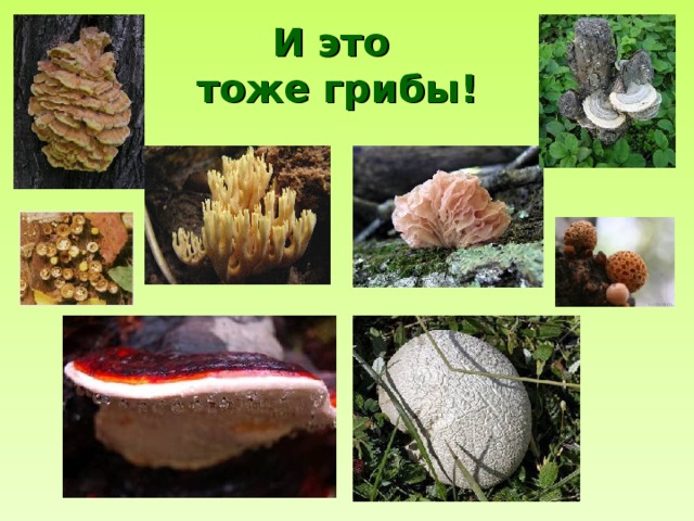 И это  тоже грибы! 