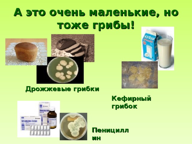 А это очень маленькие, но тоже грибы! Дрожжевые грибки Кефирный грибок Пенициллин 