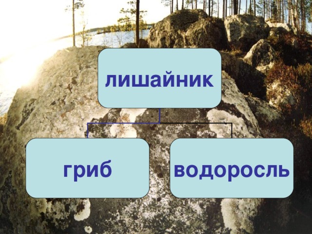 лишайник гриб водоросль 