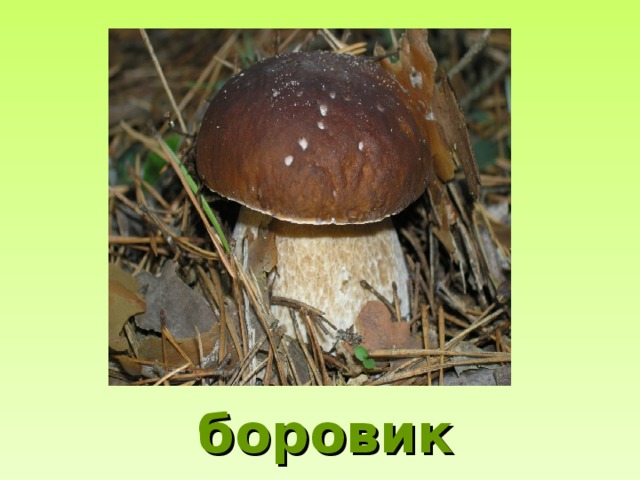 боровик 