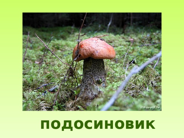 подосиновик 